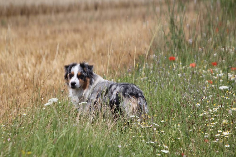 Publication : Des plaines du Montois Auteur : Angélica RAGEADE