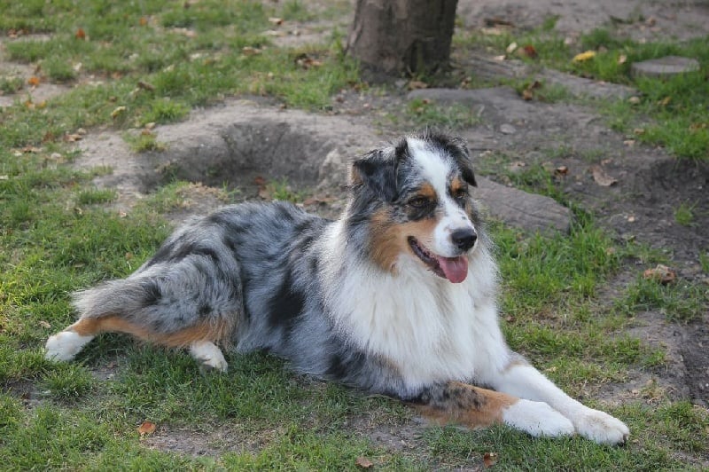 Gao kheops des Chemins Cathares - Confirmé 4ème excellent
