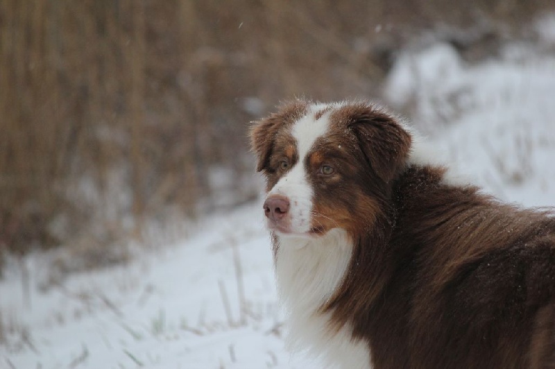 F'dreamer Des plaines du Montois - Très bon