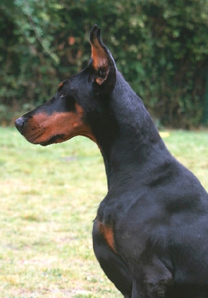 Publication : of Sweet Black Dreams