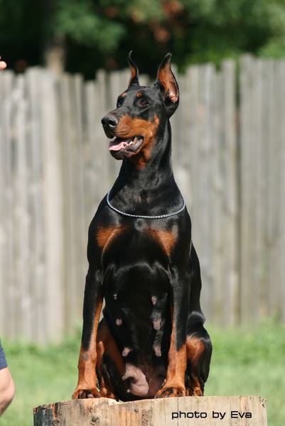 Publication : of Sweet Black Dreams