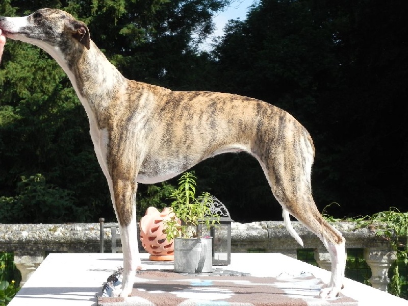 Lee lou du chateau du pival - 1ère Exc Meilleur jeune confirmée