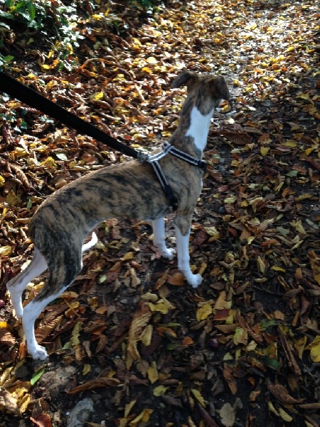 Lee lou du chateau du pival - Trés prometteur