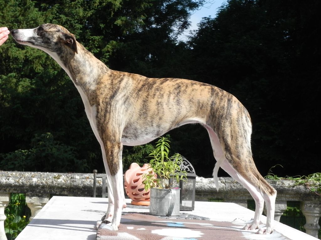 Lee lou du chateau du pival - 3 ème EXC