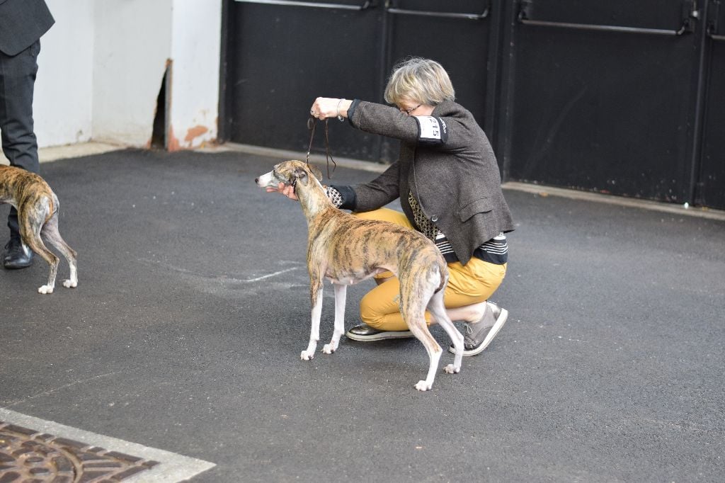 Lee lou du chateau du pival - 1éme EXC R.C.A.C.S