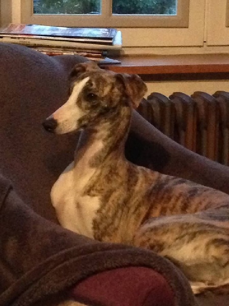 Lee lou du chateau du pival - 1ère Exc