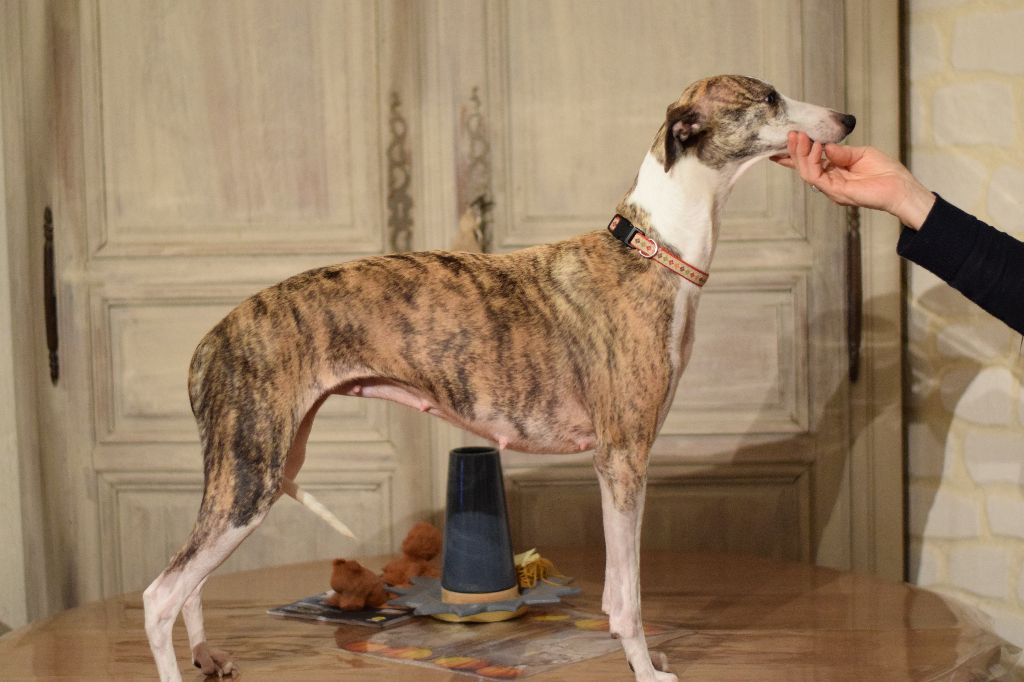 Lee lou du chateau du pival - 1éme EXC R.C.A.C.S