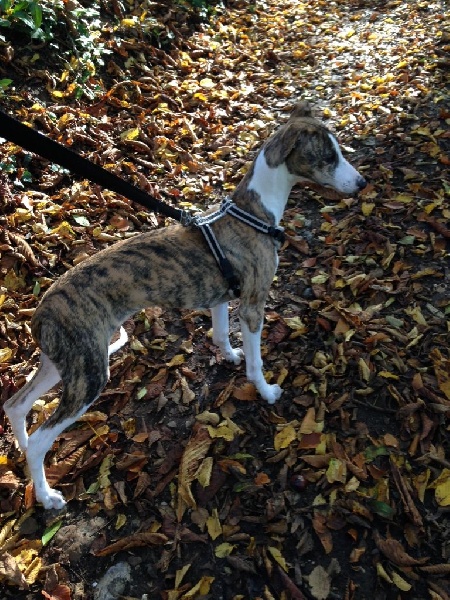 Lee lou du chateau du pival - Très prometteur