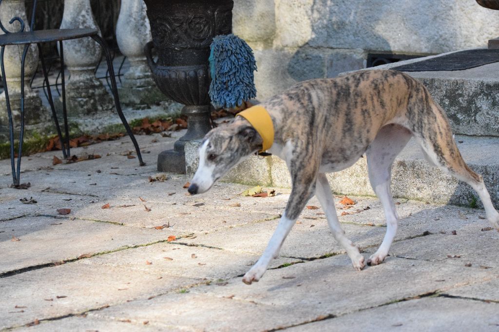 Lee lou du chateau du pival - 3 ème EXC