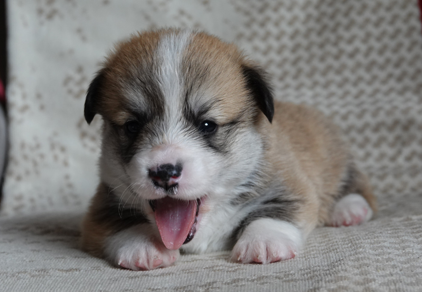 chiot N° 1 - Welsh Corgi Pembroke