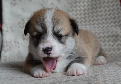 Les chiots de Welsh Corgi Pembroke