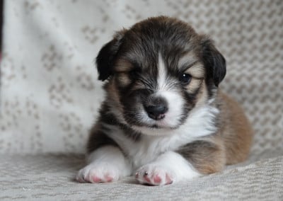 Les chiots de Welsh Corgi Pembroke