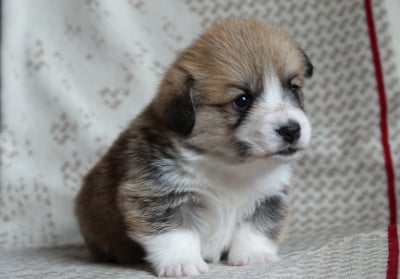 Les chiots de Welsh Corgi Pembroke