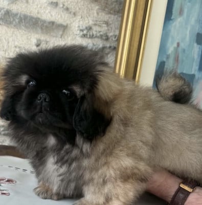 Les chiots de Pekinois