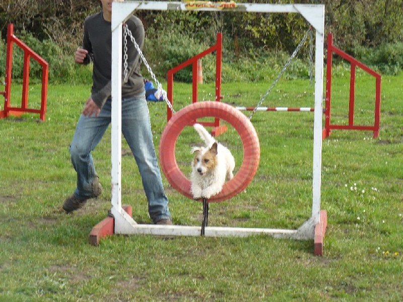 Suzan's Pride Gizmo - Réussite du TAP