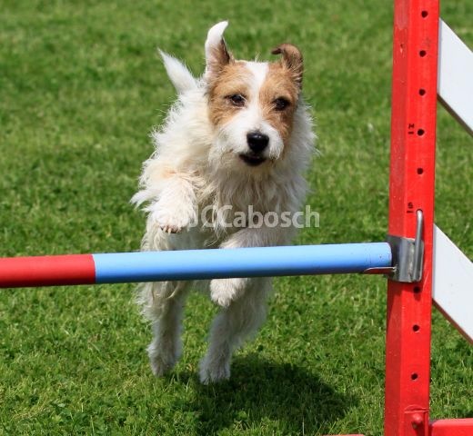 Suzan's Pride Gizmo - 1re place et Excellent au JUMP