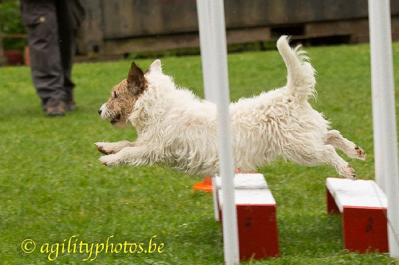 Suzan's Pride Gizmo - 2e place au VAST et 4e place au JUMP