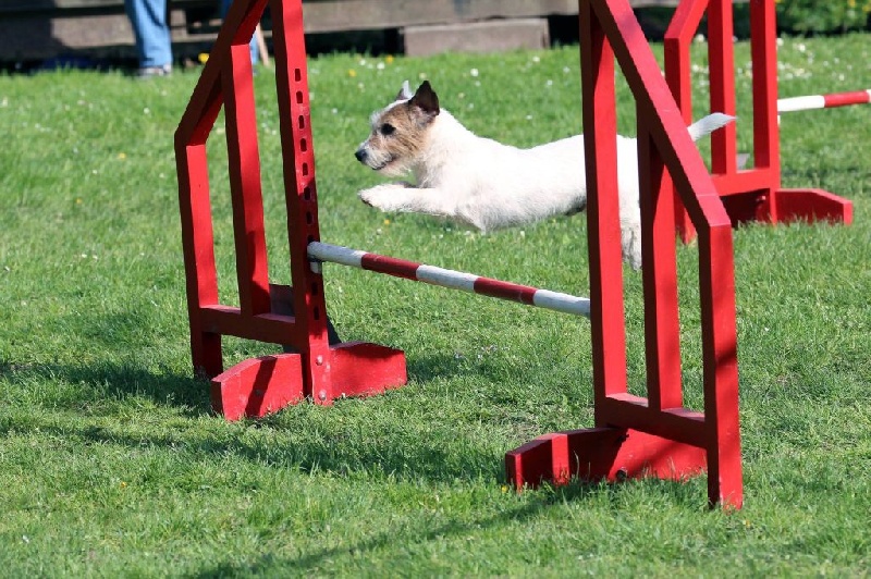 Suzan's Pride Gizmo - 2e place au jump