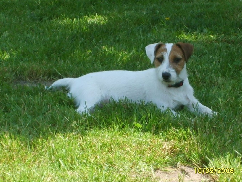 Suzan's Pride Gizmo - Réussite du TCS