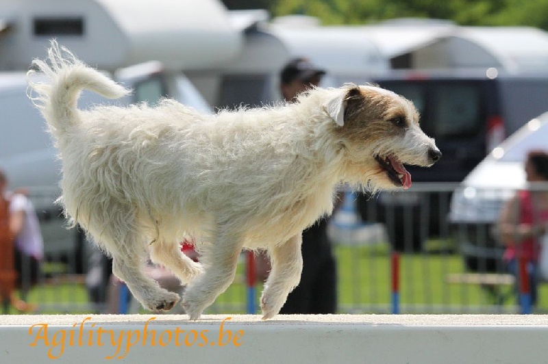 Suzan's Pride Gizmo - 2e place au VAST et 1e place au JUMP