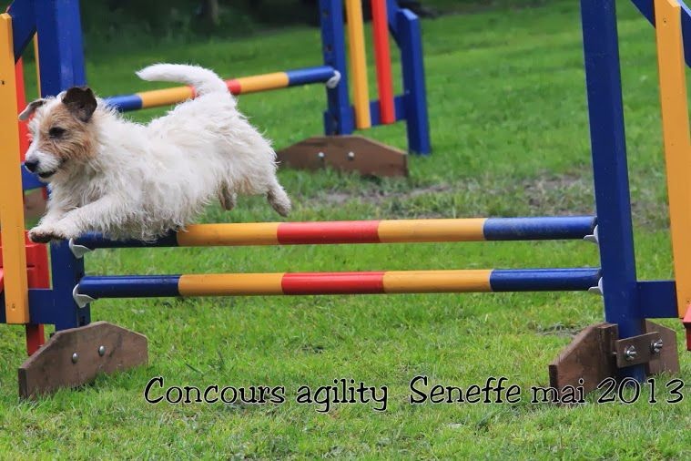 Suzan's Pride Gizmo - Excellent au JUMP