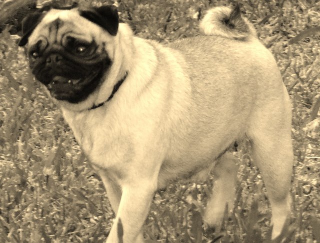 Elegante  ashton des sphinx du clair de lune