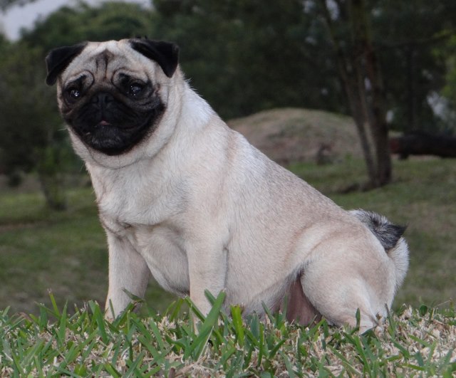 Elegante  ashton des sphinx du clair de lune