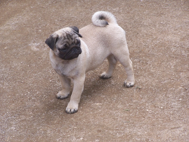 Elegante  ashton des sphinx du clair de lune