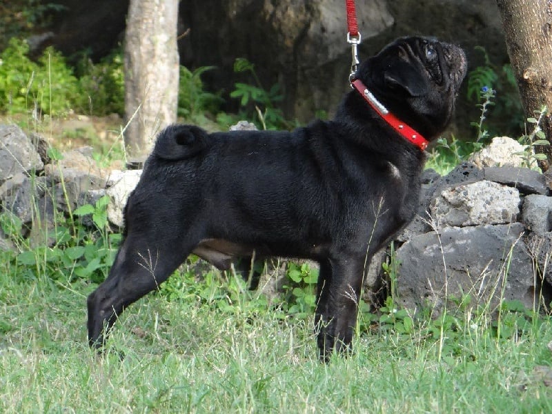 Fiorellino Ilario