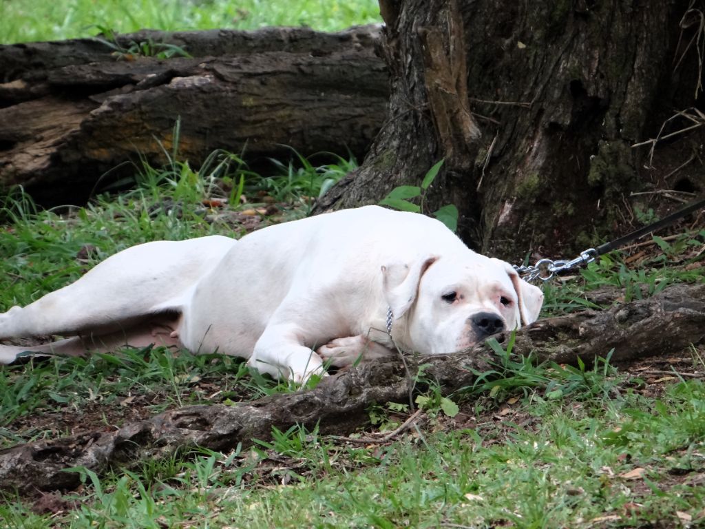 Tokyo des sphinx du clair de lune