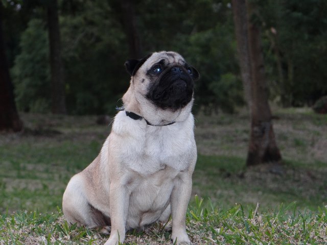 Elegante  ashton des sphinx du clair de lune