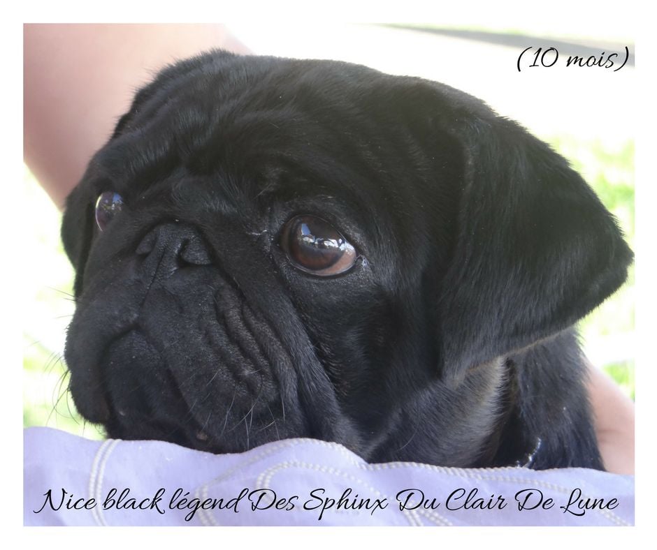 Nice black legend (taram) des sphinx du clair de lune