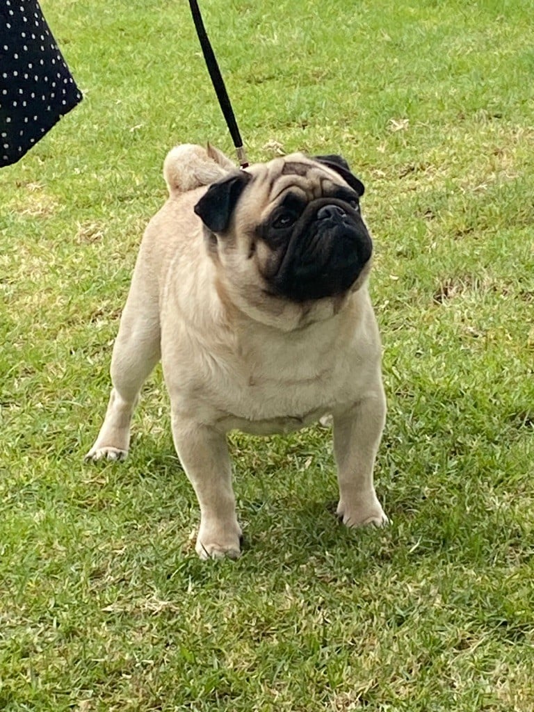 Stuart des sphinx du clair de lune