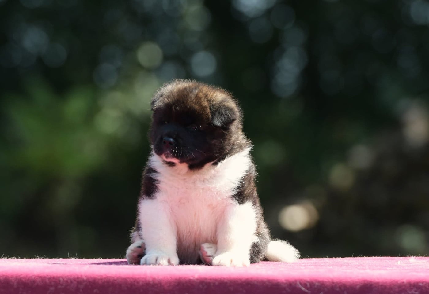 Publication : des sphinx du clair de lune Auteur : Lydie