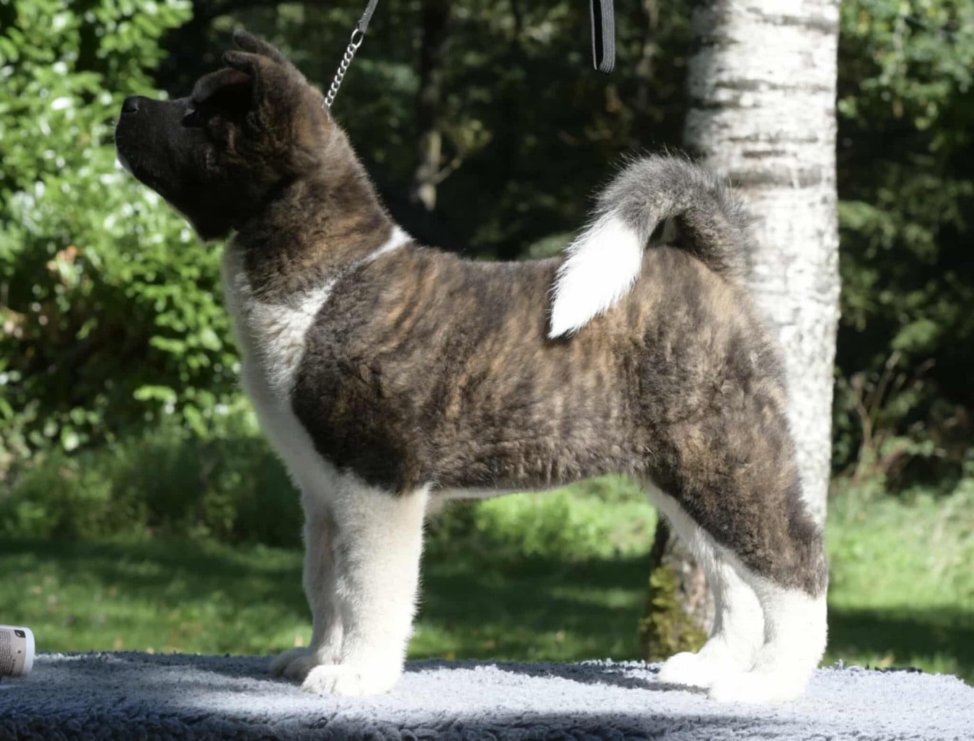 Publication : des sphinx du clair de lune Auteur : Lydie