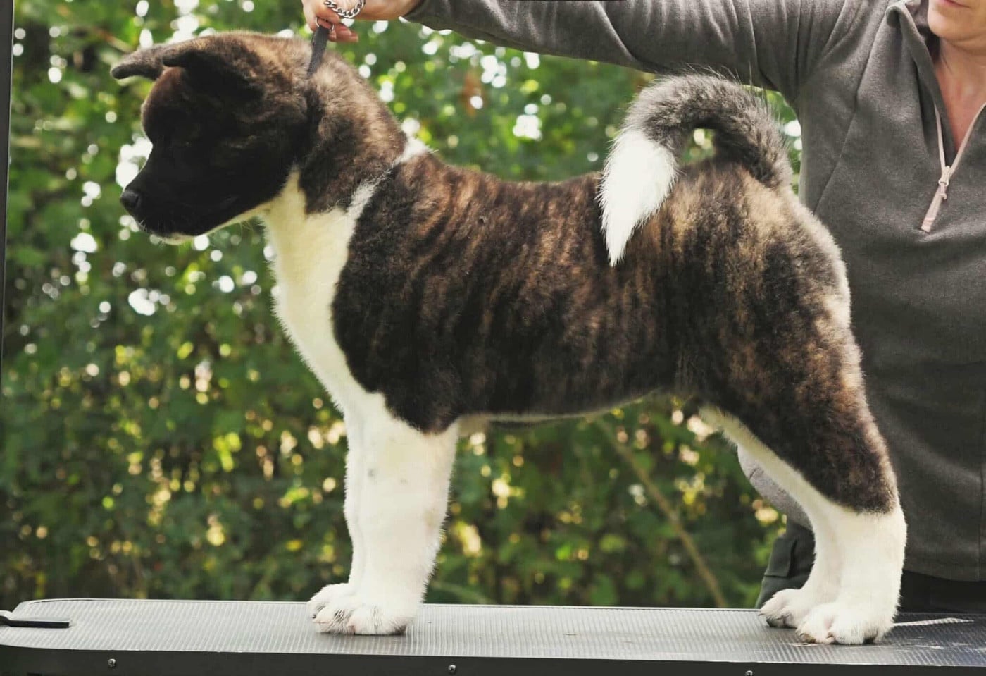 Publication : des sphinx du clair de lune Auteur : Lydie