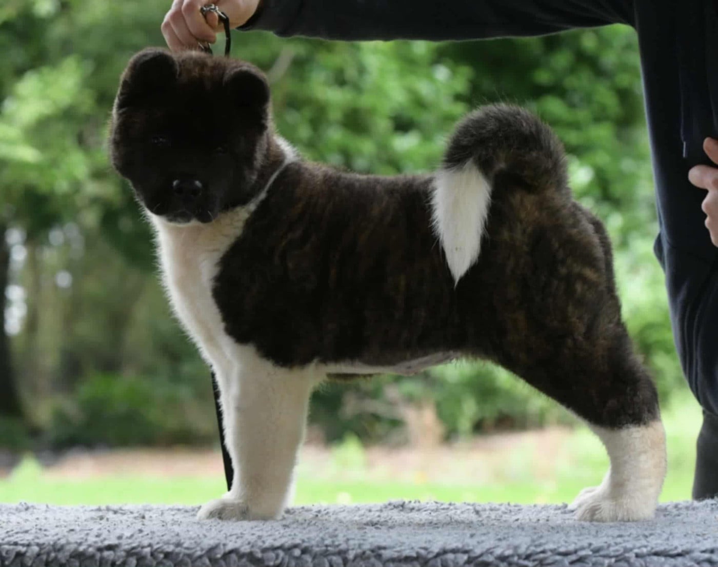 Publication : des sphinx du clair de lune Auteur : Lydie