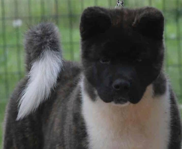 Publication : des sphinx du clair de lune Auteur : Lydie