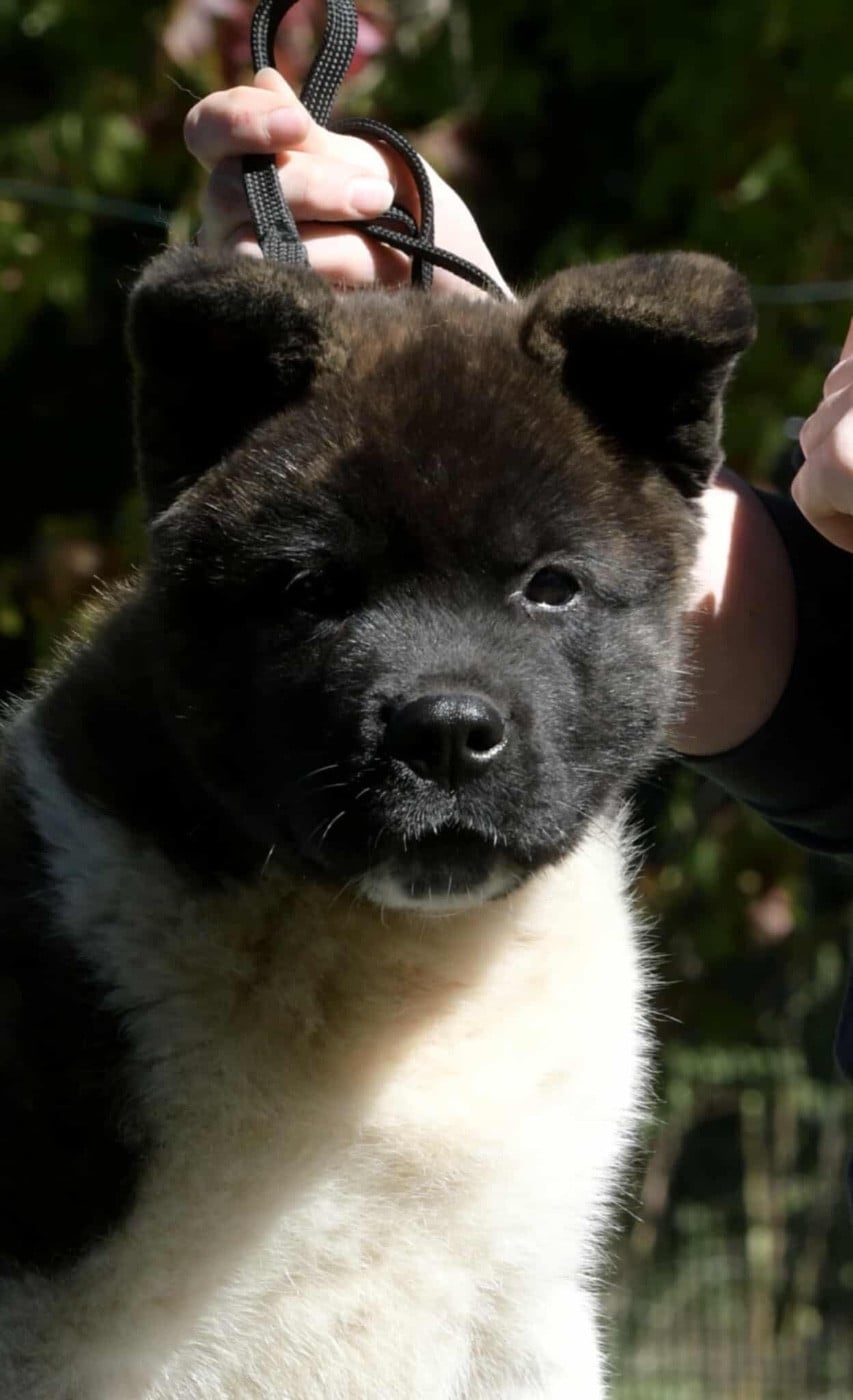 Publication : des sphinx du clair de lune Auteur : Lydie