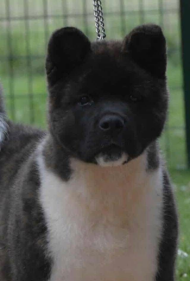 Publication : des sphinx du clair de lune Auteur : Lydie