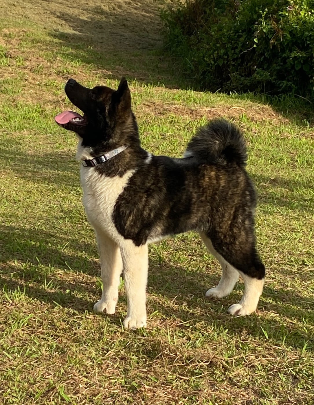 Publication : des sphinx du clair de lune Auteur : Lydie