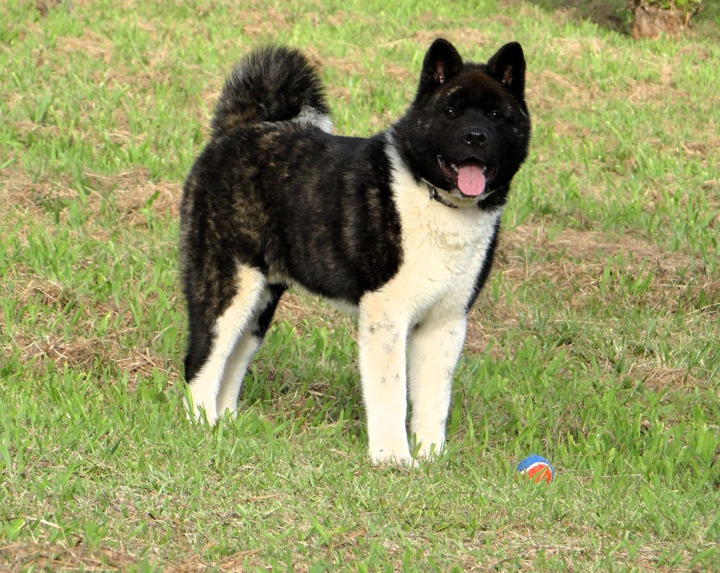 Arkan Noctis d'Aucérès