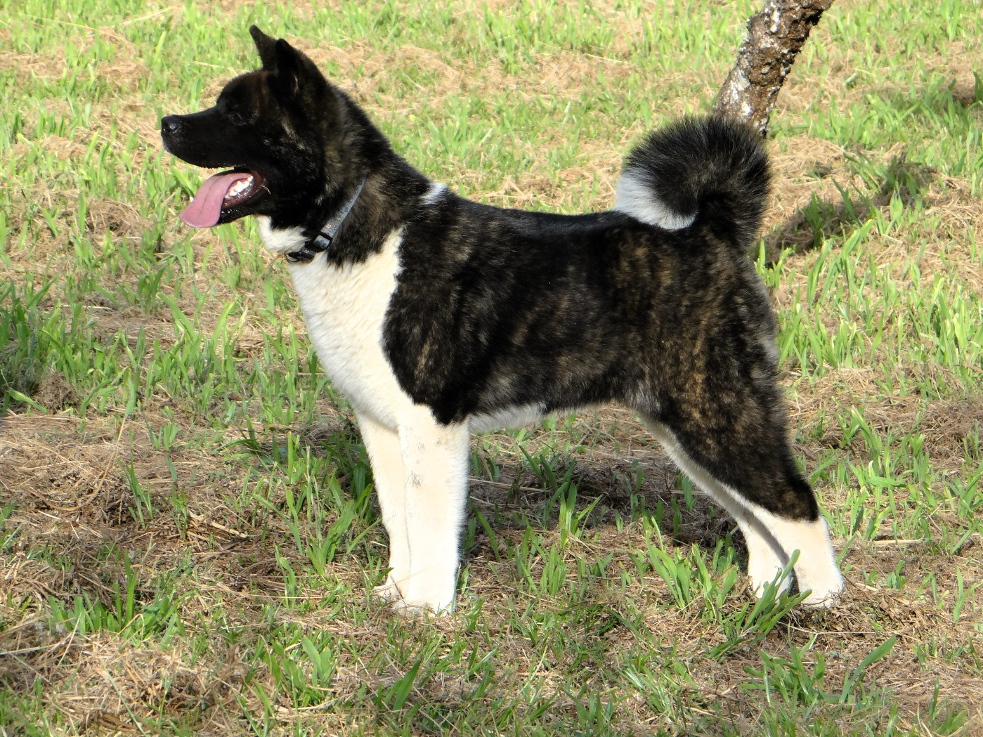 Arkan Noctis d'Aucérès