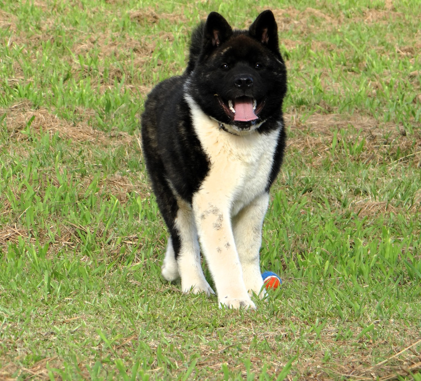 Arkan Noctis d'Aucérès