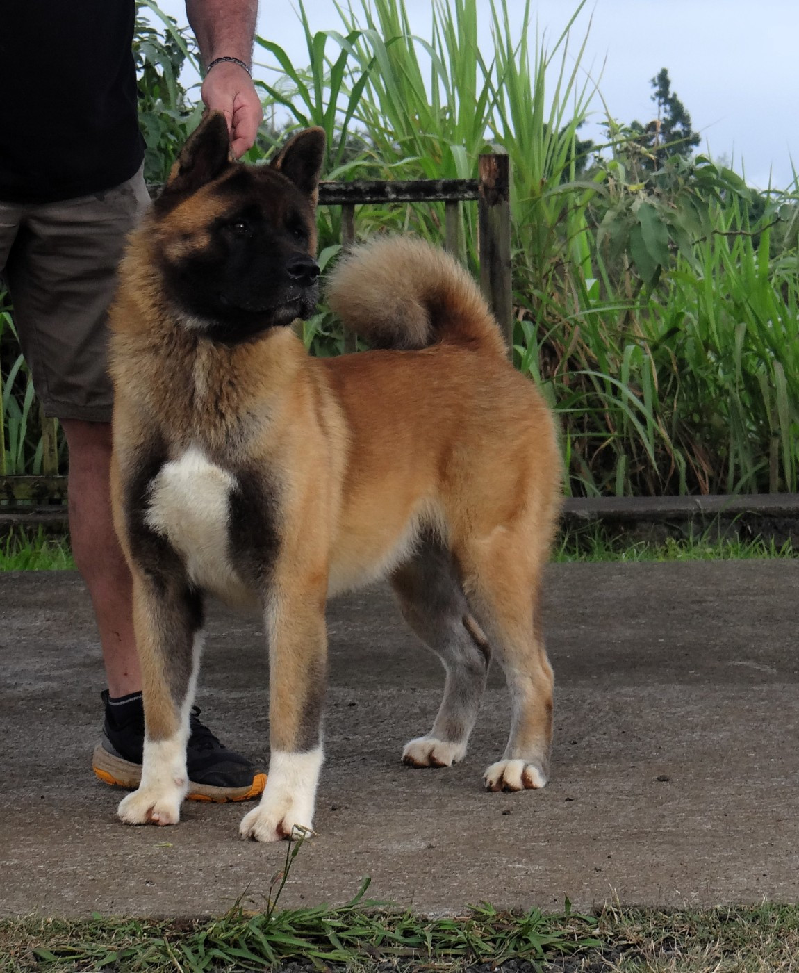 Vixen Des Gardiens De L'arche De Noé