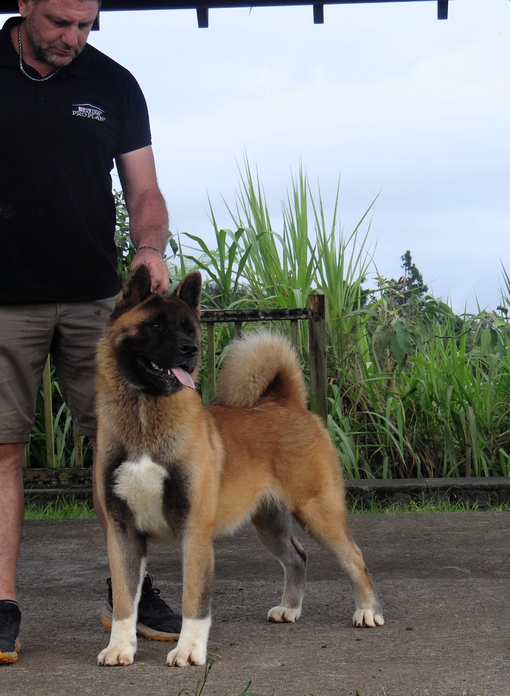Vixen Des Gardiens De L'arche De Noé