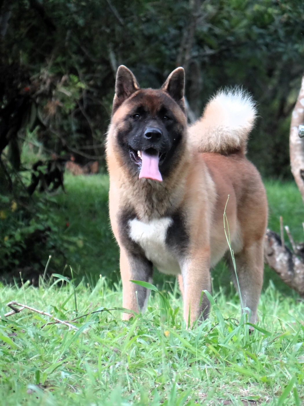 Vixen Des Gardiens De L'arche De Noé