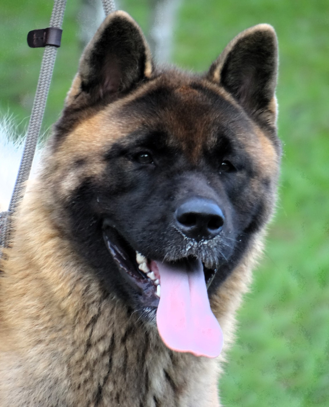 Vixen Des Gardiens De L'arche De Noé