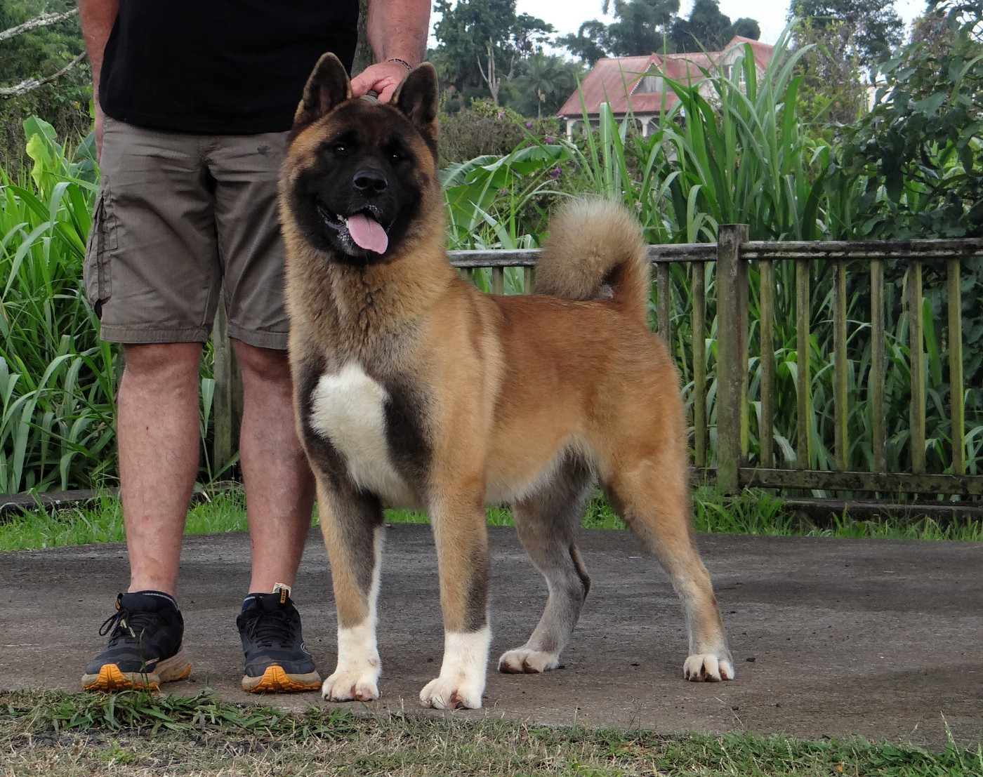 Vixen Des Gardiens De L'arche De Noé