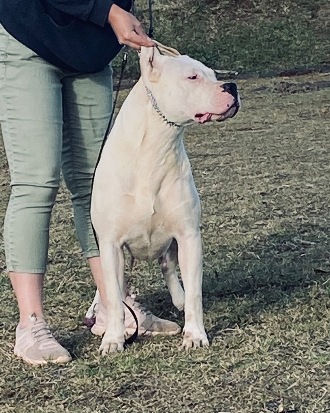 Publication : des sphinx du clair de lune